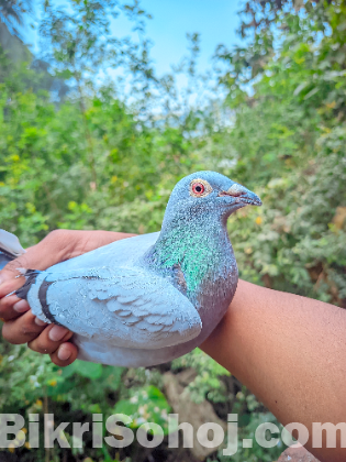 রেসার মাদি টা সেল করবো।